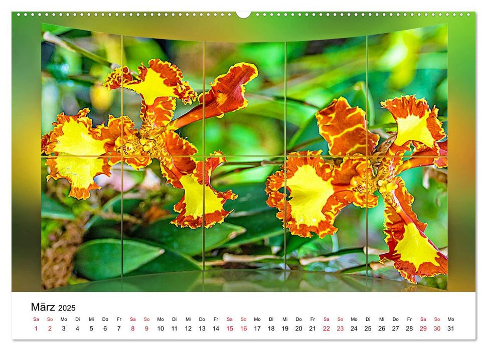 Orchideen Bildergalerie (CALVENDO Premium Wandkalender 2025)