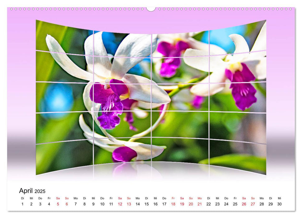 Orchideen Bildergalerie (CALVENDO Premium Wandkalender 2025)