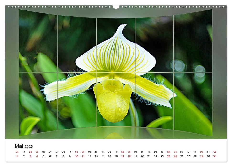 Orchideen Bildergalerie (CALVENDO Premium Wandkalender 2025)