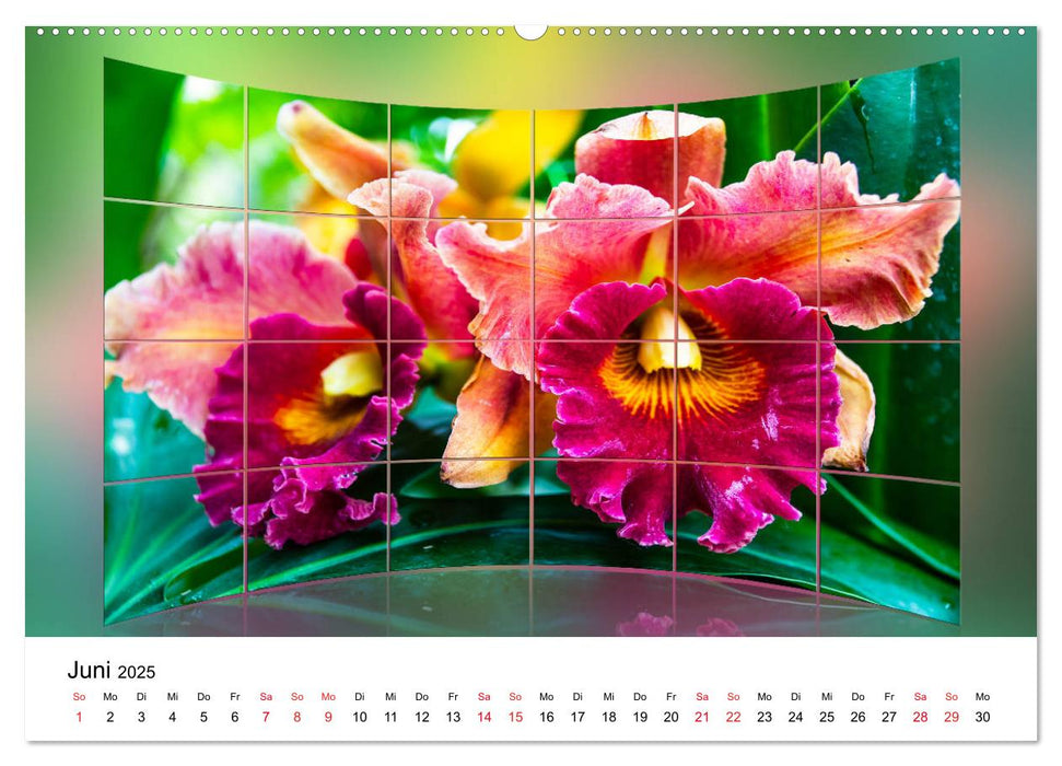 Orchideen Bildergalerie (CALVENDO Premium Wandkalender 2025)