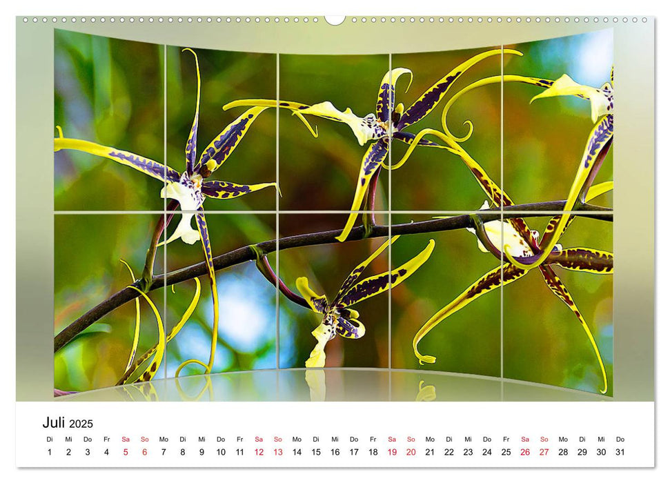 Orchideen Bildergalerie (CALVENDO Premium Wandkalender 2025)