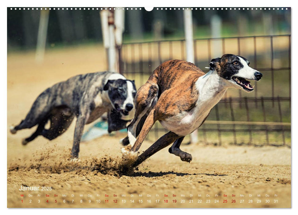 Hunderennen (CALVENDO Premium Wandkalender 2025)