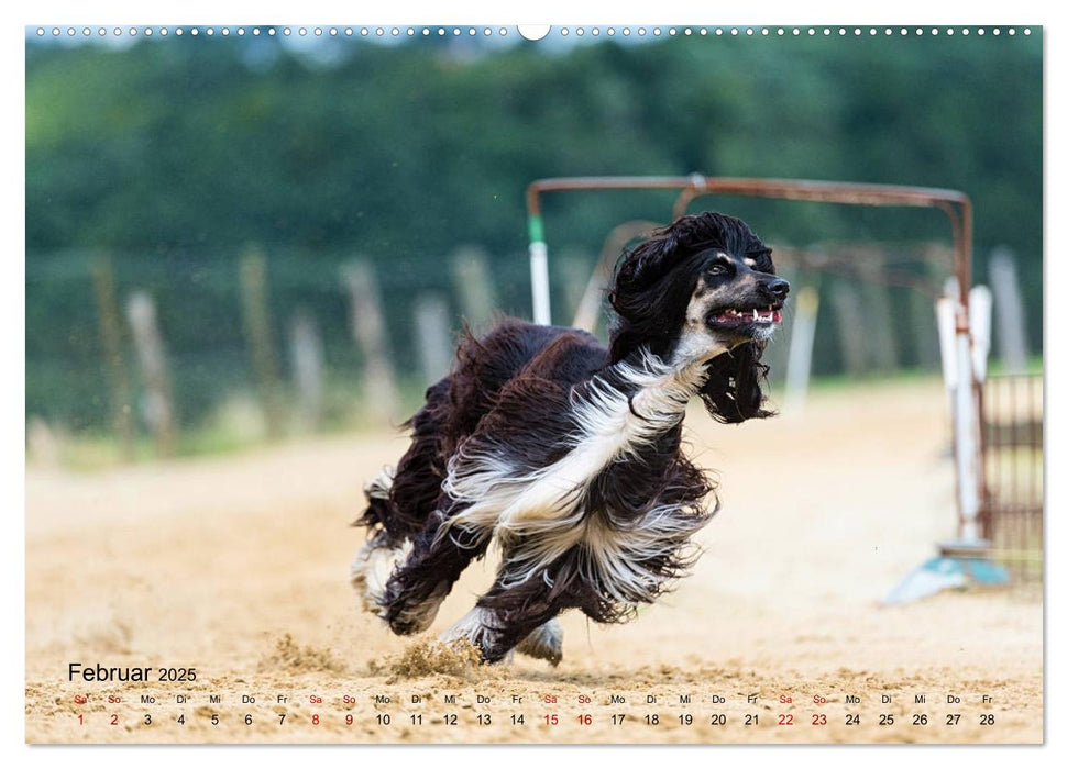 Hunderennen (CALVENDO Premium Wandkalender 2025)