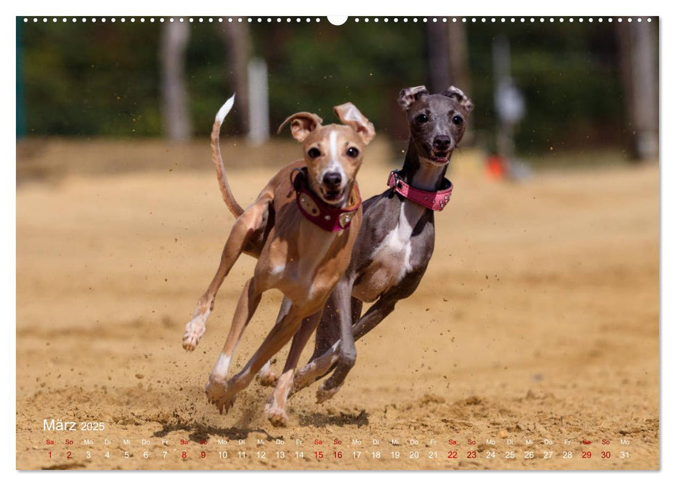 Hunderennen (CALVENDO Premium Wandkalender 2025)