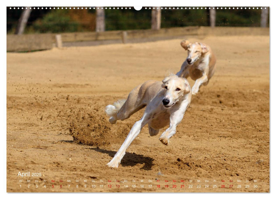 Hunderennen (CALVENDO Premium Wandkalender 2025)