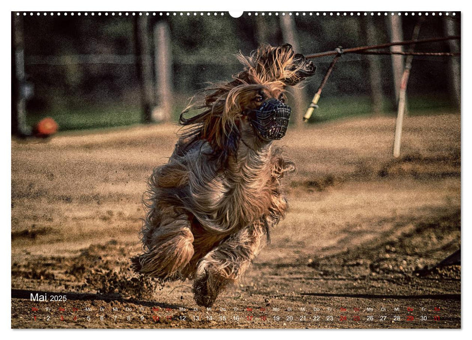 Hunderennen (CALVENDO Premium Wandkalender 2025)