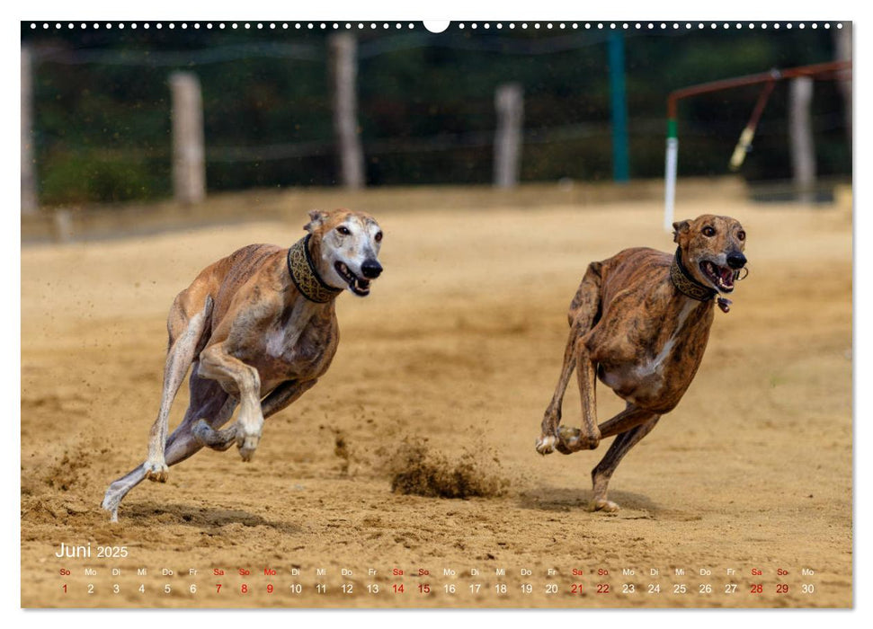 Hunderennen (CALVENDO Premium Wandkalender 2025)