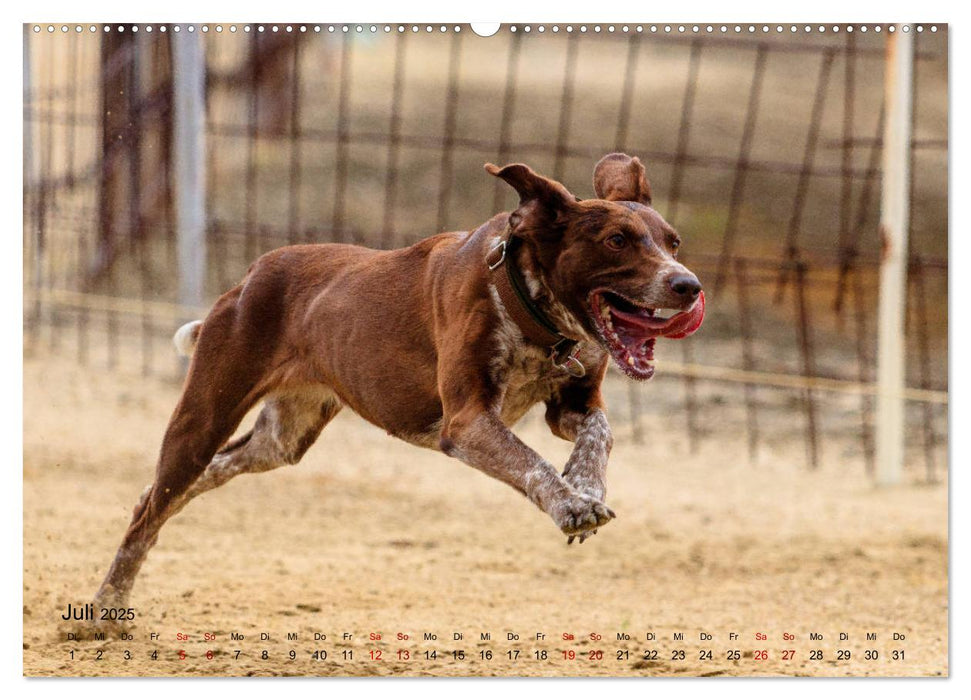 Hunderennen (CALVENDO Premium Wandkalender 2025)