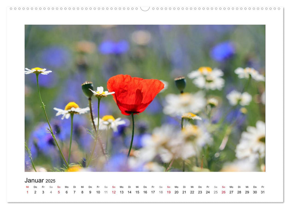 Mohn, zarte Blüten, starke Farben (CALVENDO Premium Wandkalender 2025)