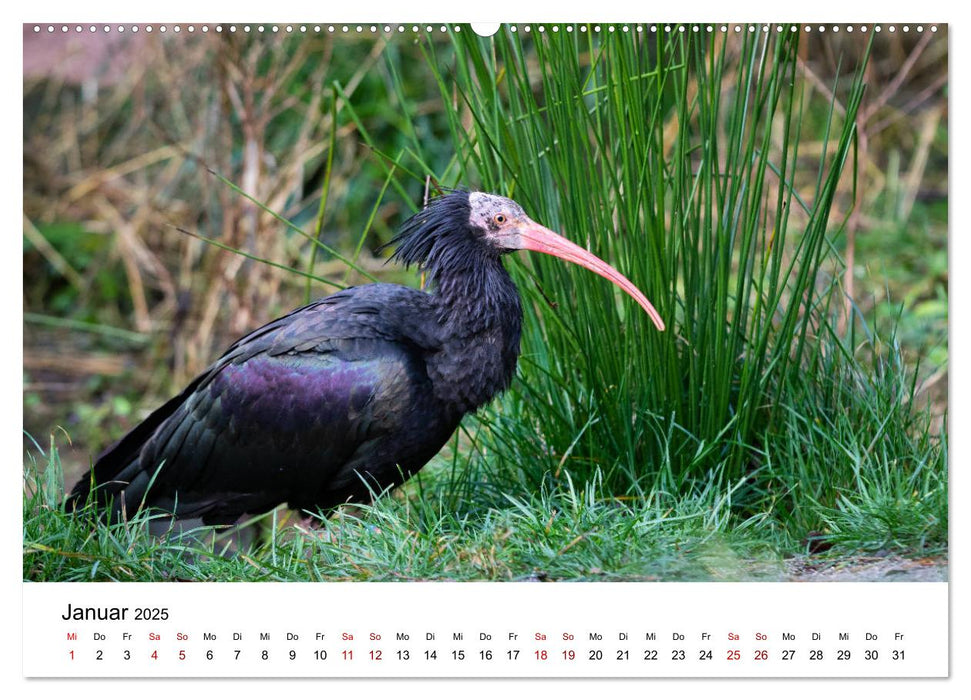 Der Waldrapp - Ein skurriler Vogel (CALVENDO Premium Wandkalender 2025)