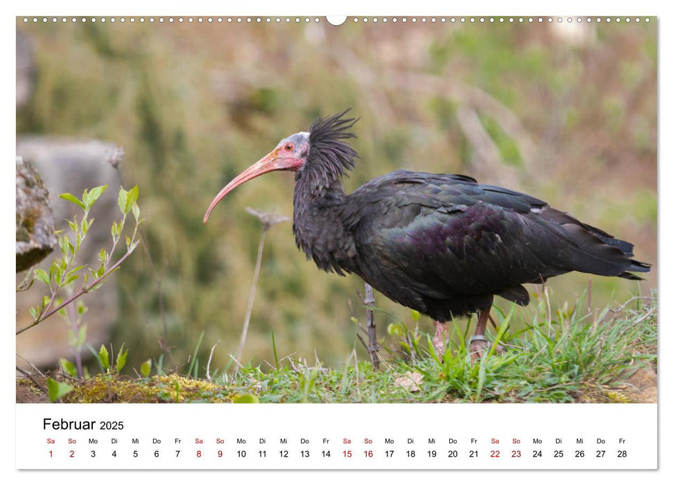 Der Waldrapp - Ein skurriler Vogel (CALVENDO Premium Wandkalender 2025)