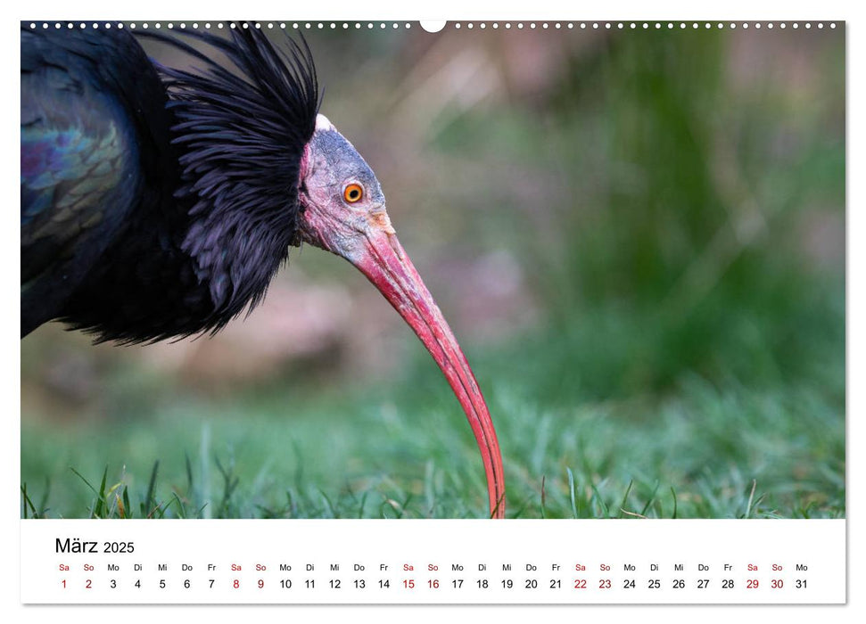 Der Waldrapp - Ein skurriler Vogel (CALVENDO Premium Wandkalender 2025)