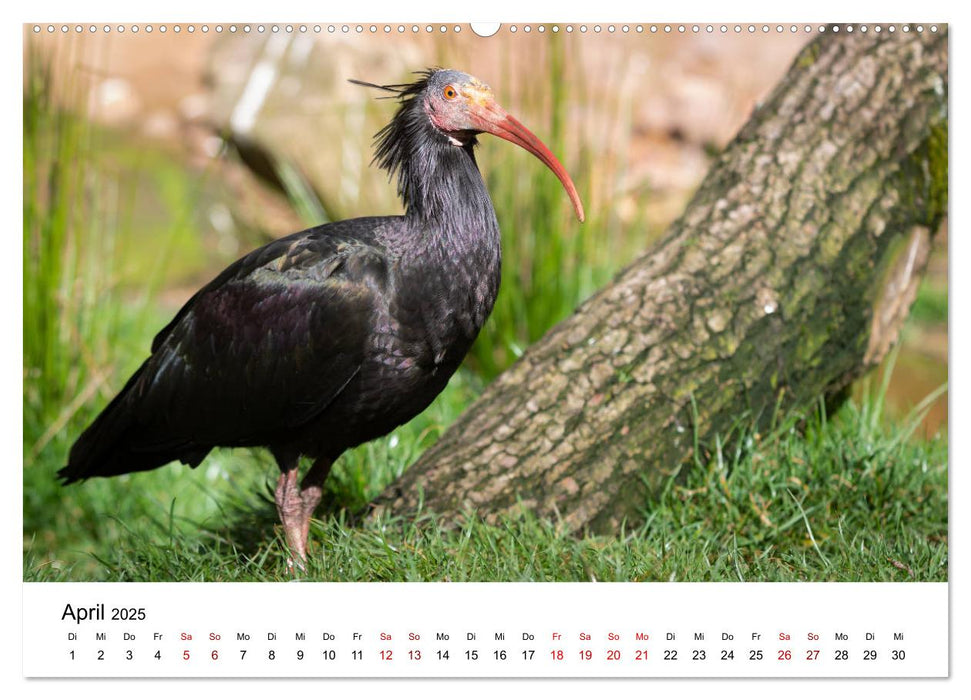 Der Waldrapp - Ein skurriler Vogel (CALVENDO Premium Wandkalender 2025)