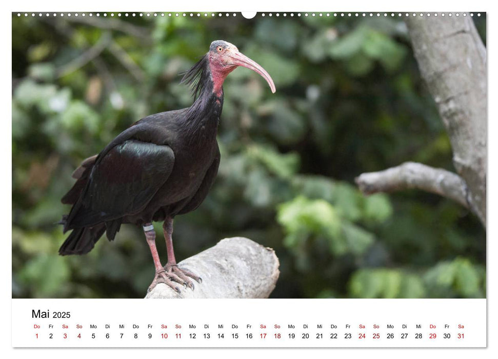 Der Waldrapp - Ein skurriler Vogel (CALVENDO Premium Wandkalender 2025)