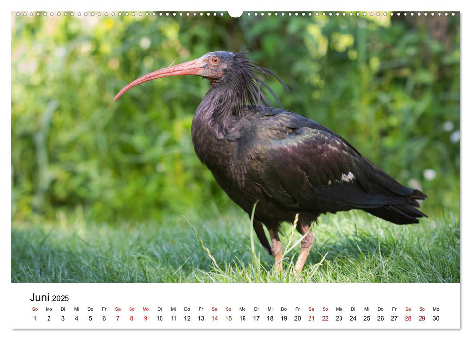 Der Waldrapp - Ein skurriler Vogel (CALVENDO Premium Wandkalender 2025)