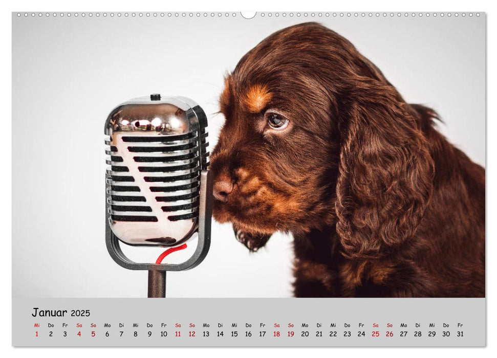 Elvis ein Engl. Cocker Spaniel wird Groß (CALVENDO Premium Wandkalender 2025)