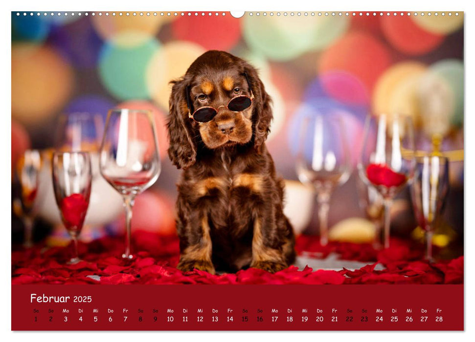 Elvis ein Engl. Cocker Spaniel wird Groß (CALVENDO Premium Wandkalender 2025)