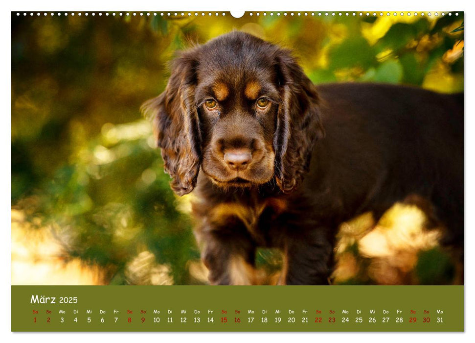 Elvis ein Engl. Cocker Spaniel wird Groß (CALVENDO Premium Wandkalender 2025)