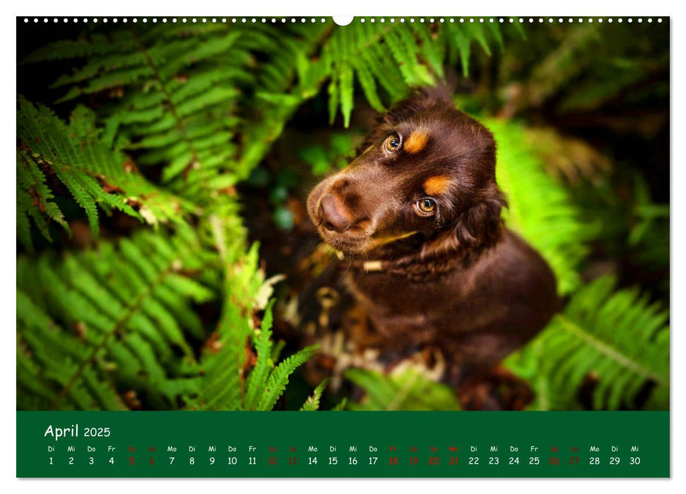 Elvis ein Engl. Cocker Spaniel wird Groß (CALVENDO Premium Wandkalender 2025)