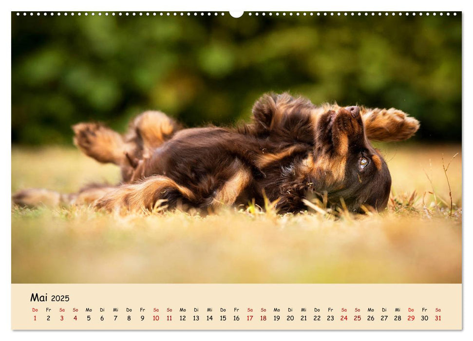 Elvis ein Engl. Cocker Spaniel wird Groß (CALVENDO Premium Wandkalender 2025)