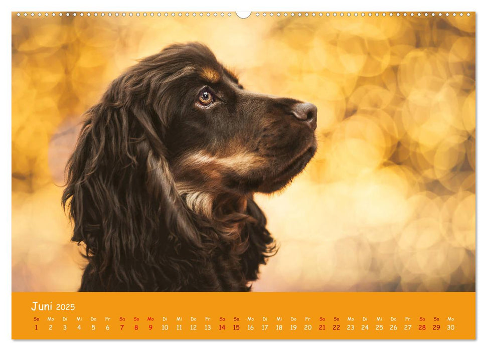 Elvis ein Engl. Cocker Spaniel wird Groß (CALVENDO Premium Wandkalender 2025)