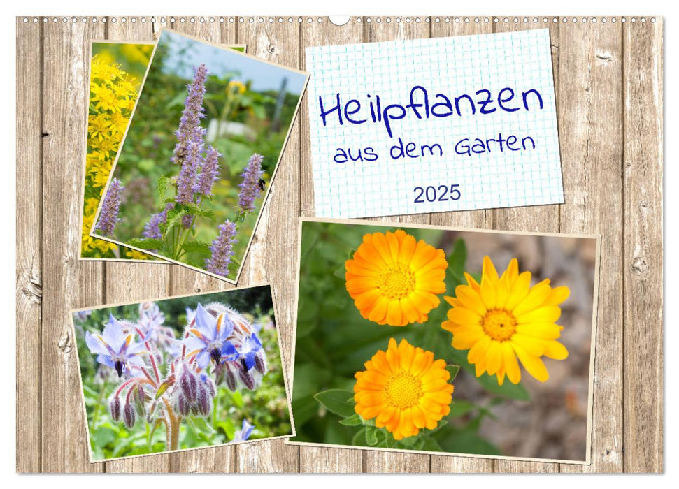 Heilpflanzen aus dem Garten (CALVENDO Wandkalender 2025)