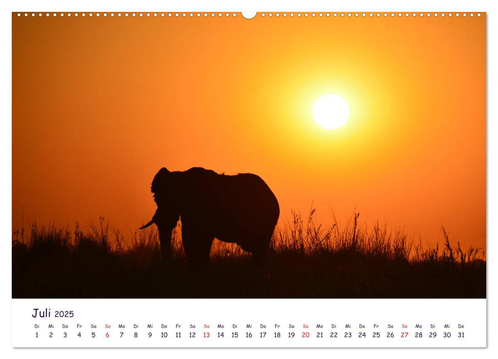 Auf Safari in Afrika (CALVENDO Premium Wandkalender 2025)