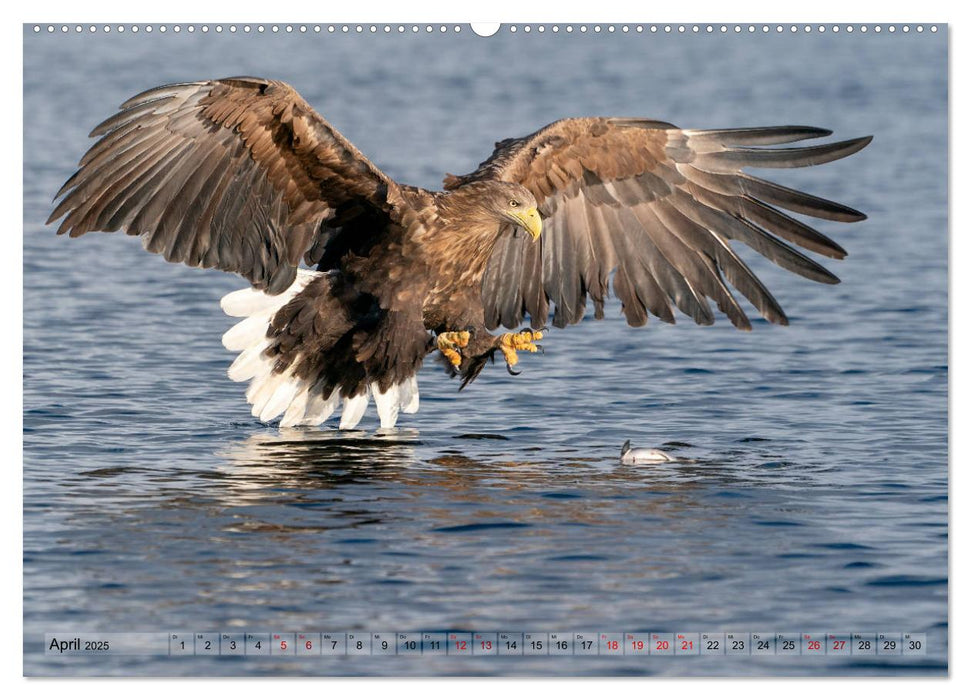 Herrscher der Luft (CALVENDO Premium Wandkalender 2025)