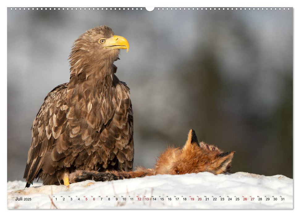 Herrscher der Luft (CALVENDO Premium Wandkalender 2025)