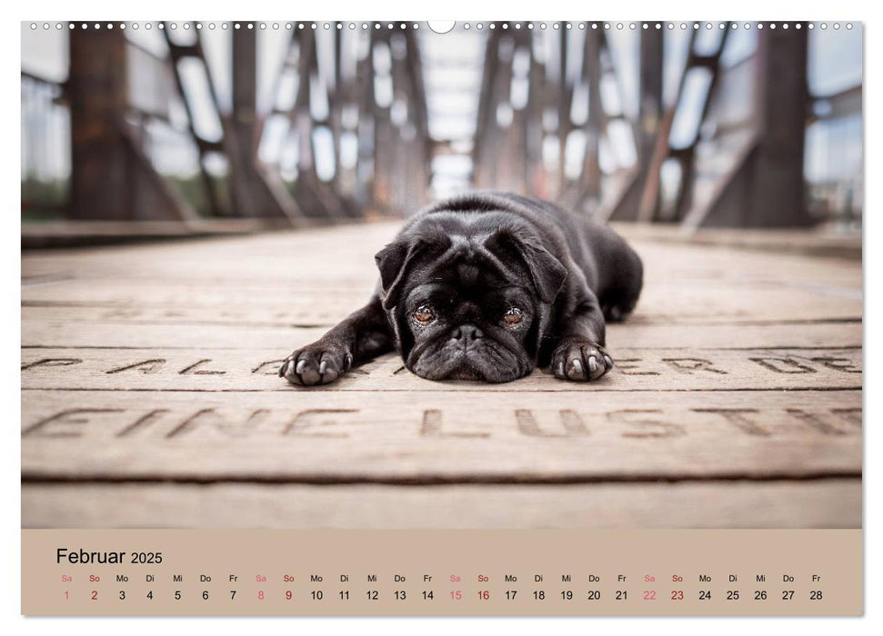 Diesel - ein mopsiges Leben (CALVENDO Premium Wandkalender 2025)