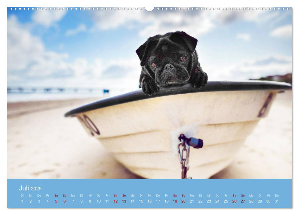 Diesel - ein mopsiges Leben (CALVENDO Premium Wandkalender 2025)