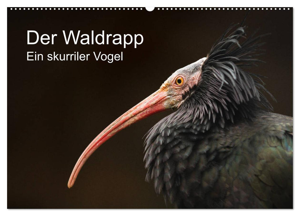 Der Waldrapp - Ein skurriler Vogel (CALVENDO Wandkalender 2025)