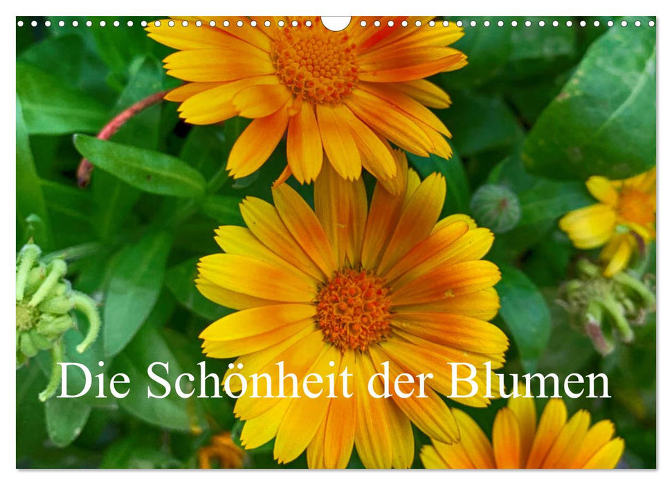 Die Schönheit der Blumen (CALVENDO Wandkalender 2025)