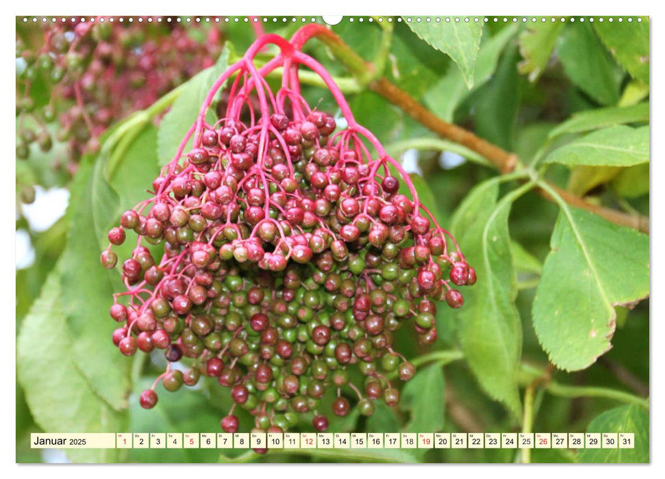 Holunderbeeren. Uralt, schön und sooo gesund! (CALVENDO Premium Wandkalender 2025)