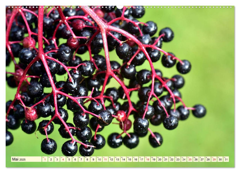 Holunderbeeren. Uralt, schön und sooo gesund! (CALVENDO Premium Wandkalender 2025)