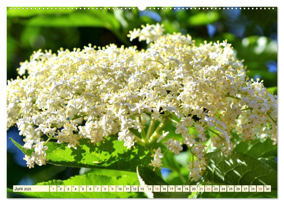 Holunderbeeren. Uralt, schön und sooo gesund! (CALVENDO Premium Wandkalender 2025)