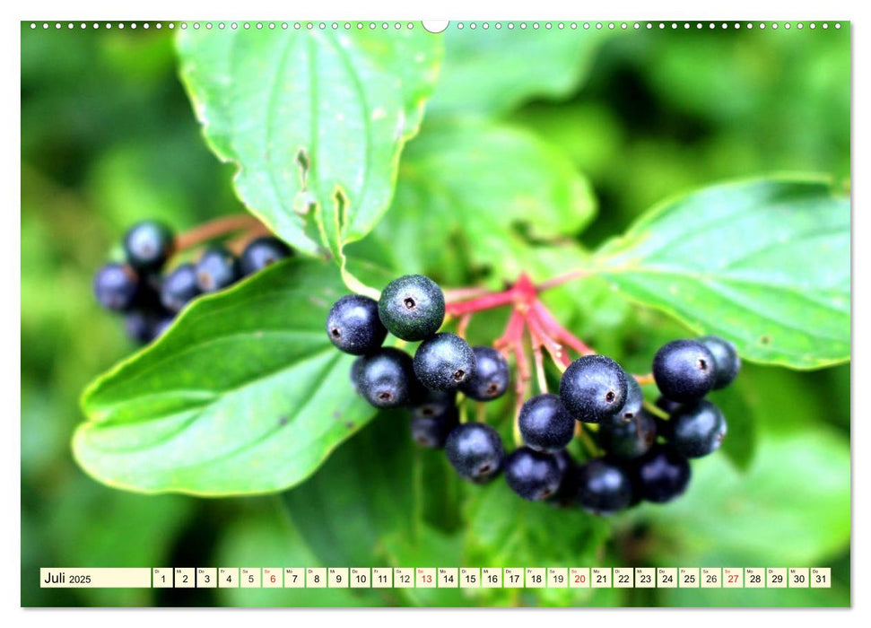 Holunderbeeren. Uralt, schön und sooo gesund! (CALVENDO Premium Wandkalender 2025)