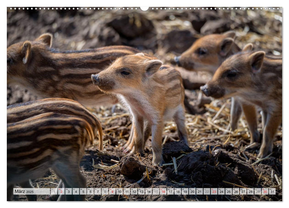 Ketsch am Rhein, Ortsansichten und Natur-Aufnahmen (CALVENDO Premium Wandkalender 2025)