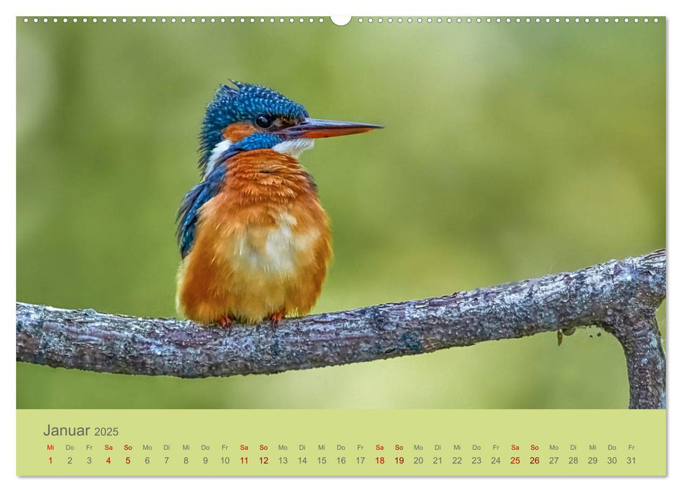 Blaue Flugkünstler (CALVENDO Premium Wandkalender 2025)