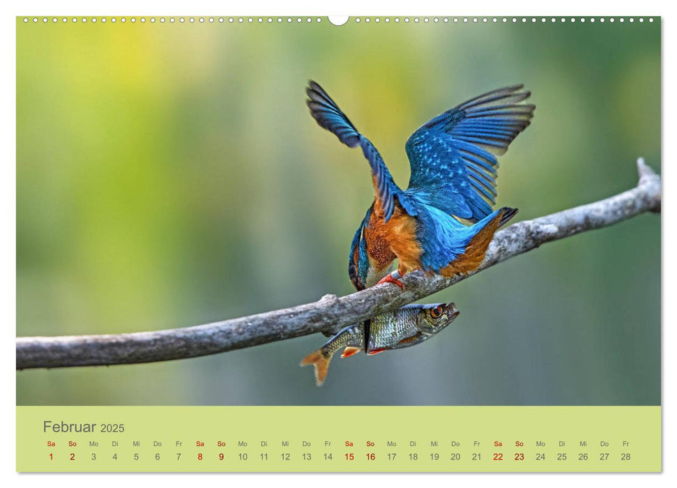 Blaue Flugkünstler (CALVENDO Premium Wandkalender 2025)