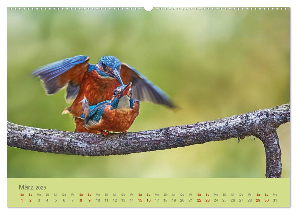 Blaue Flugkünstler (CALVENDO Premium Wandkalender 2025)