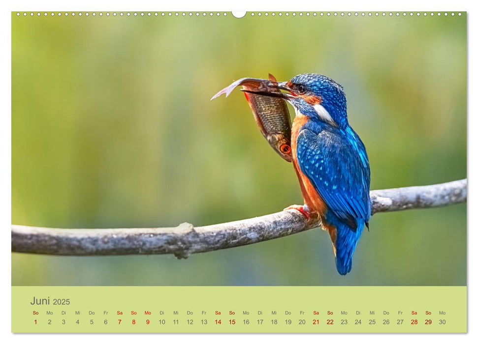 Blaue Flugkünstler (CALVENDO Premium Wandkalender 2025)