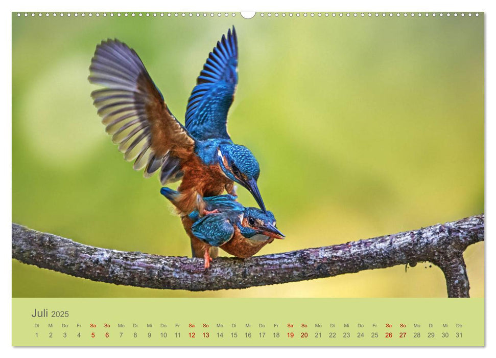 Blaue Flugkünstler (CALVENDO Premium Wandkalender 2025)