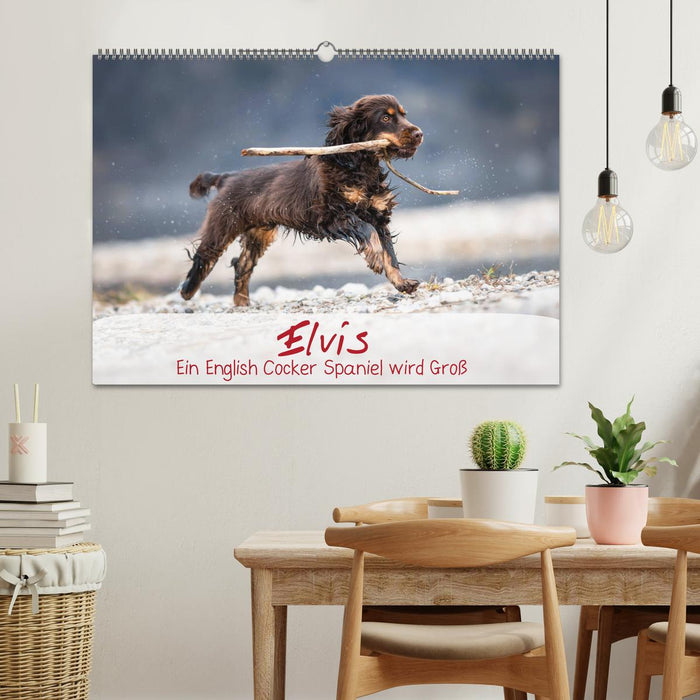 Elvis ein Engl. Cocker Spaniel wird Groß (CALVENDO Wandkalender 2025)