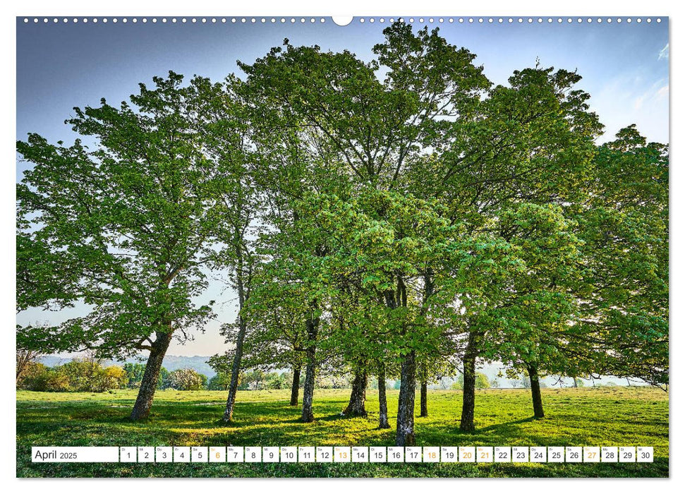 Bäume im Altmühltal (CALVENDO Premium Wandkalender 2025)