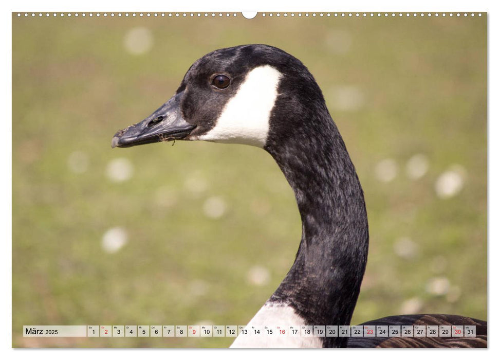 Wasservögel - Kanadagänse (CALVENDO Premium Wandkalender 2025)