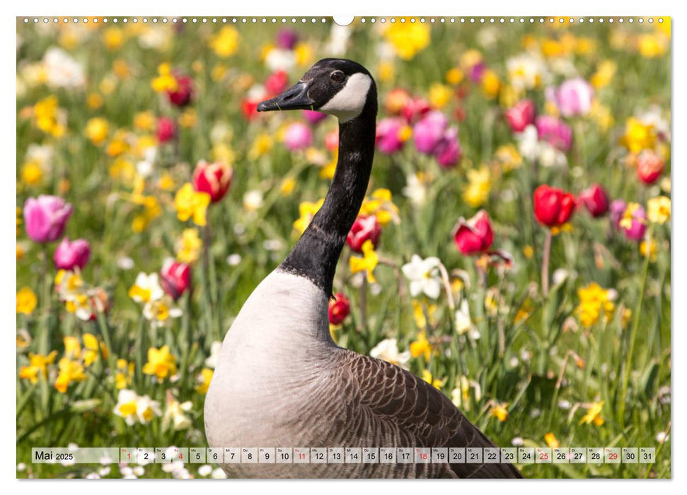 Wasservögel - Kanadagänse (CALVENDO Premium Wandkalender 2025)