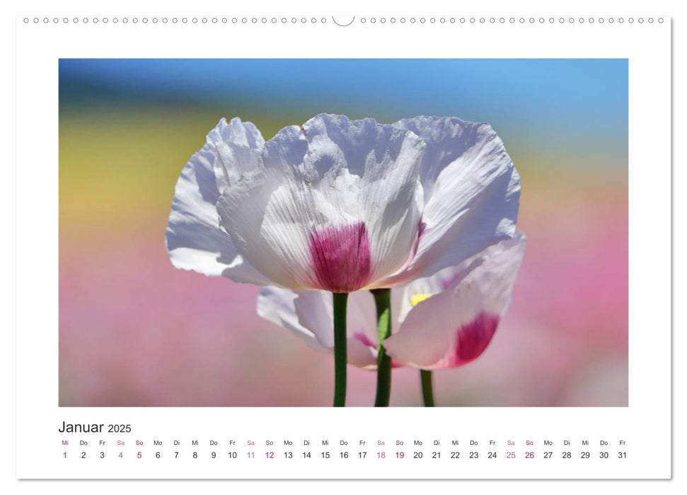 Mohn, Blütenzauber in Rosa, Pink und Weiß (CALVENDO Premium Wandkalender 2025)