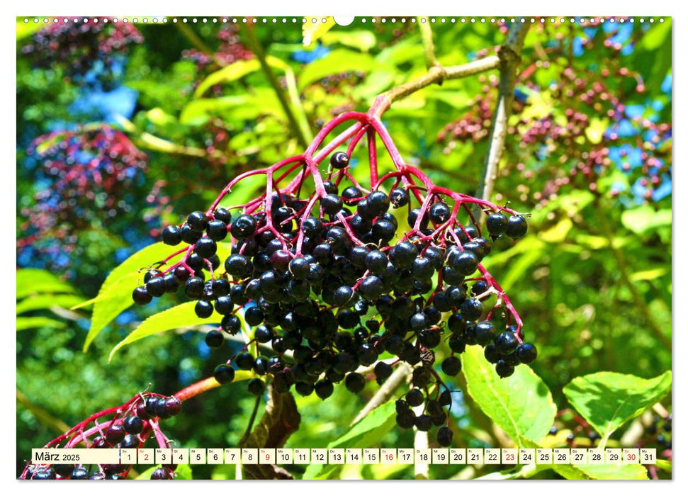 Holunderbeeren. Uralt, schön und sooo gesund! (CALVENDO Wandkalender 2025)