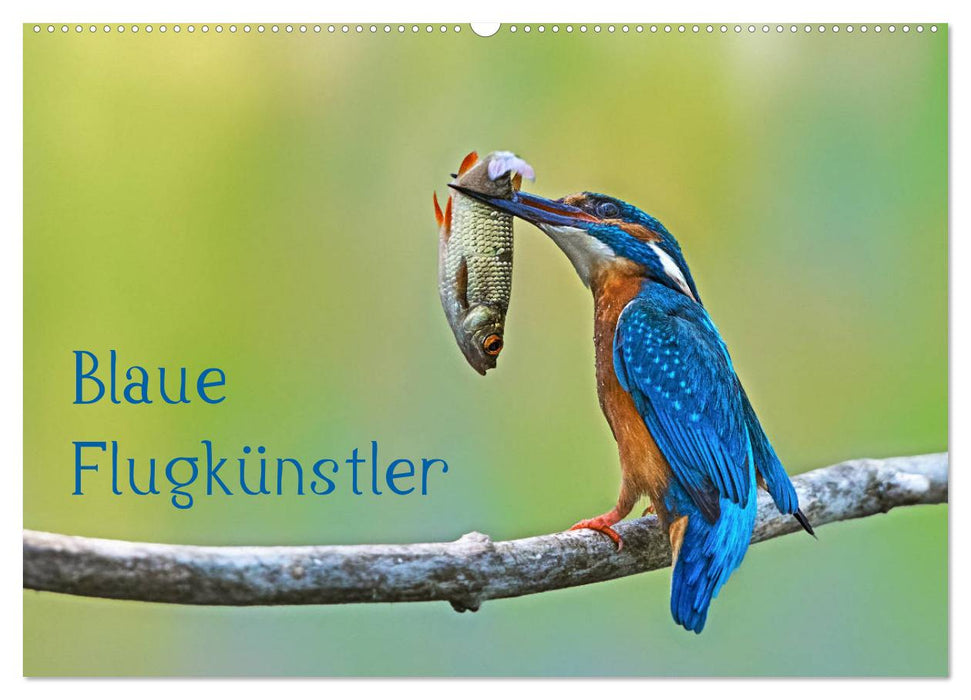 Blaue Flugkünstler (CALVENDO Wandkalender 2025)